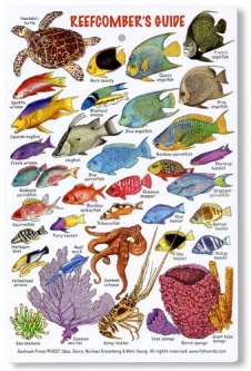 A-Plus Marine Reefcomber's Guide - Caribean Fish Card